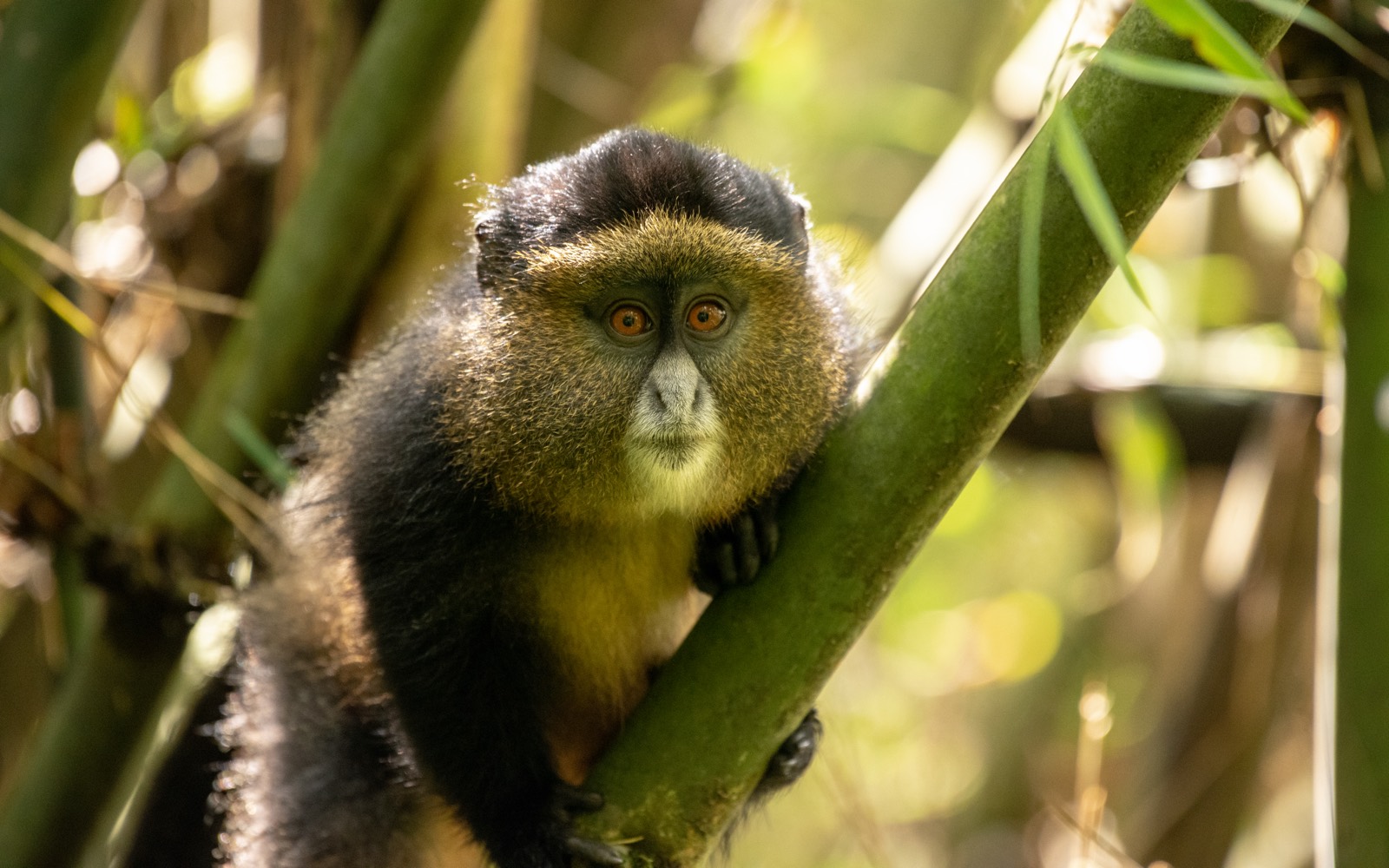 Gorilla trekking Ugandában — fotó