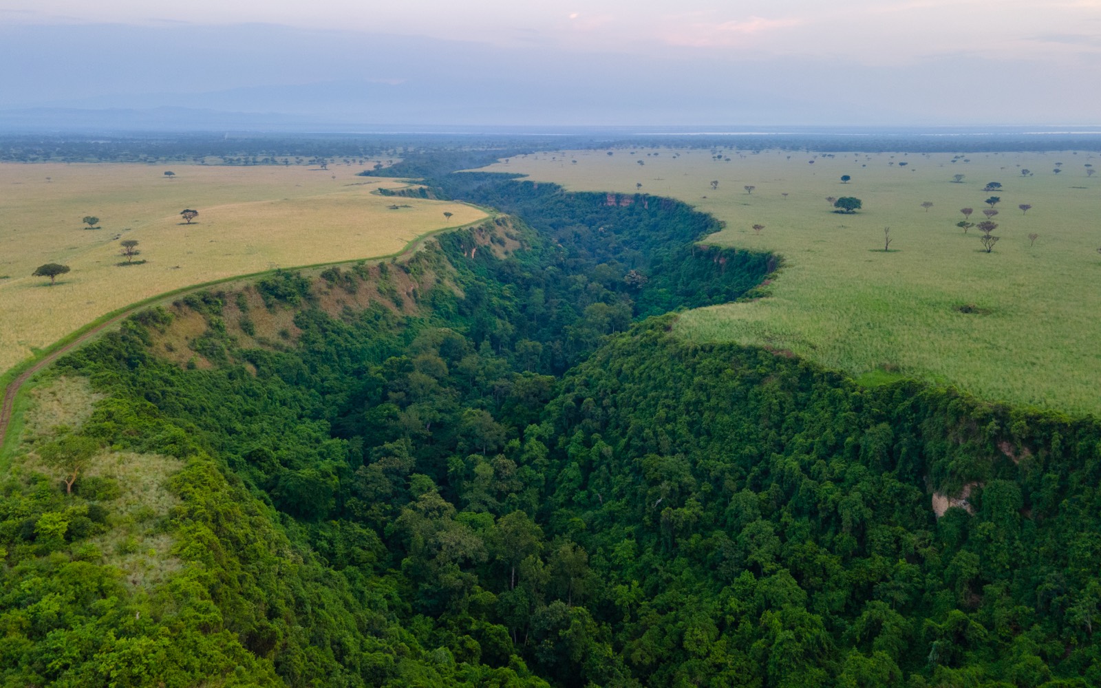 Gorilla trekking Ugandában — fotó