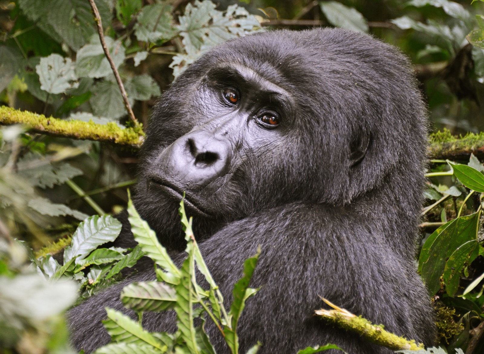 Gorilla trekking Ugandában — fotó