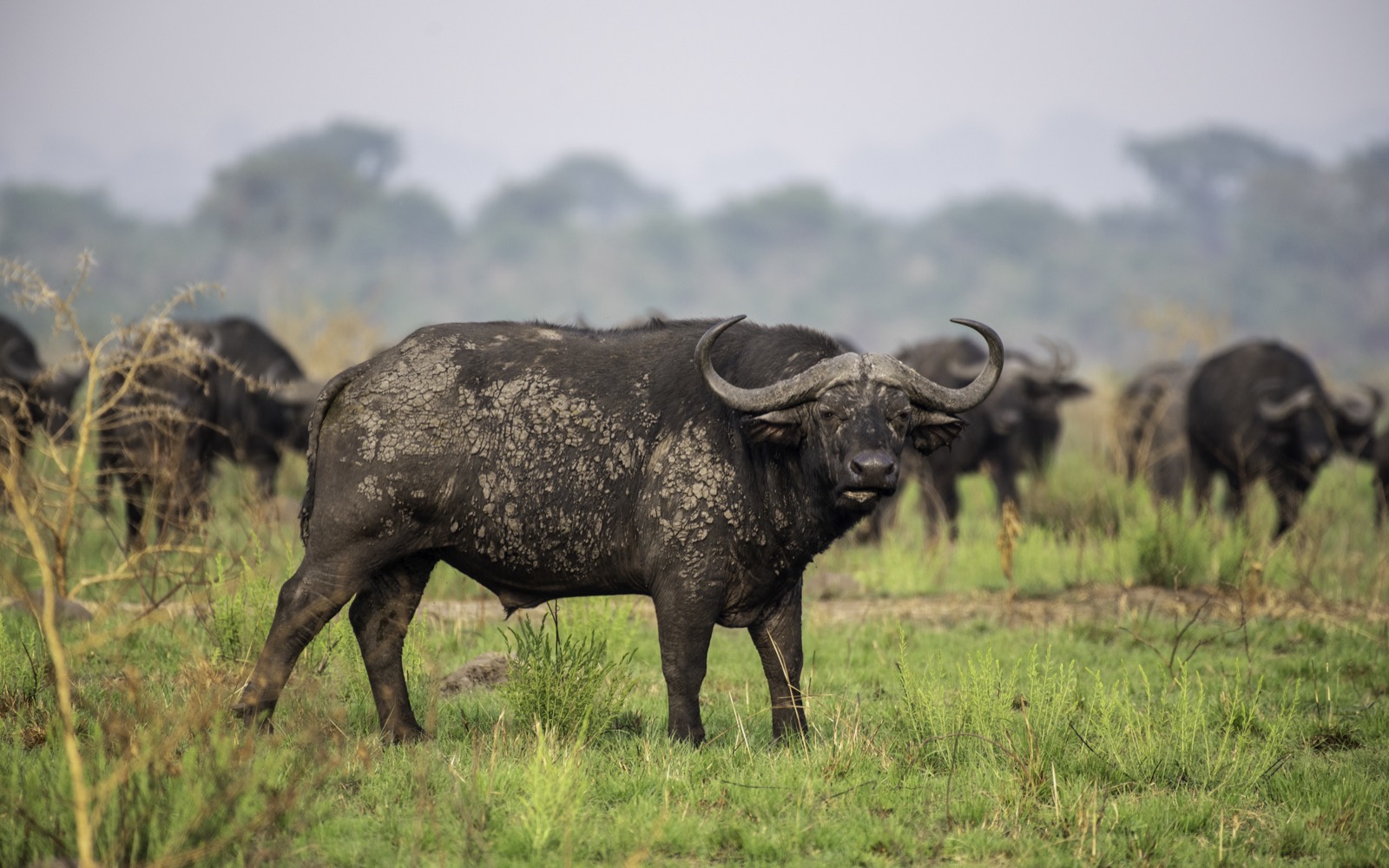 Gorilla trekking Ugandában — fotó